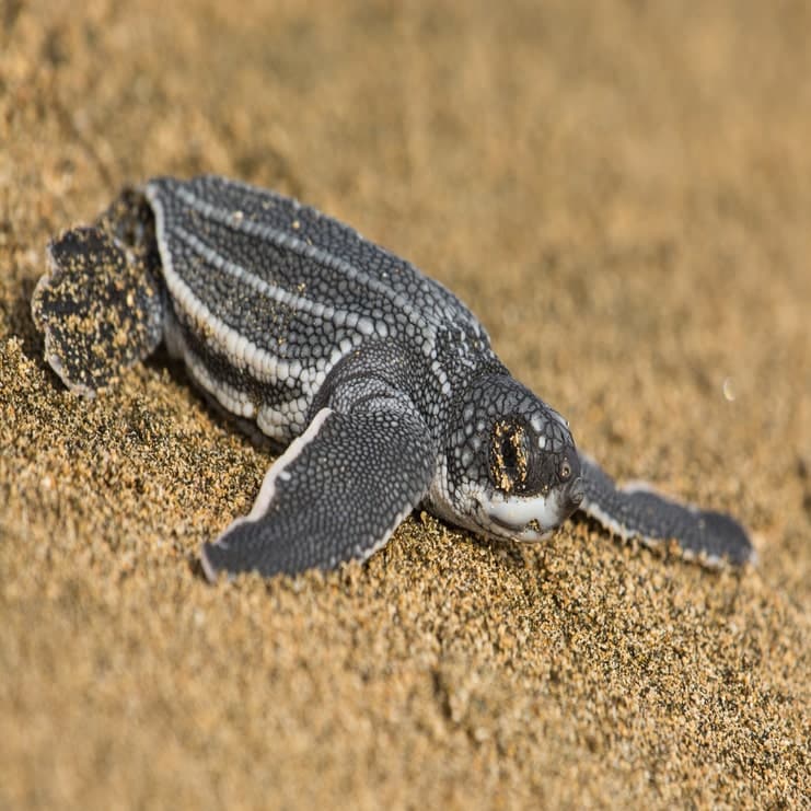 image of a sea turtle