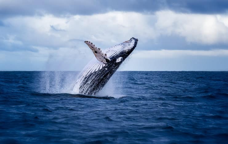 image of humpback whale jumping