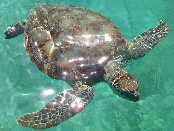 image of a turtle