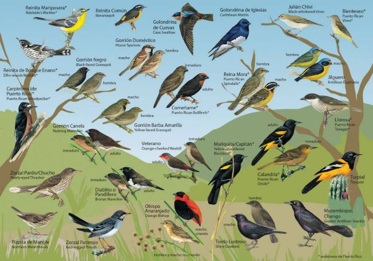 image of a bird chart