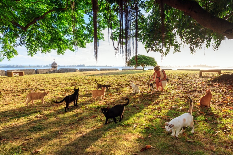 image of stray cats and woman