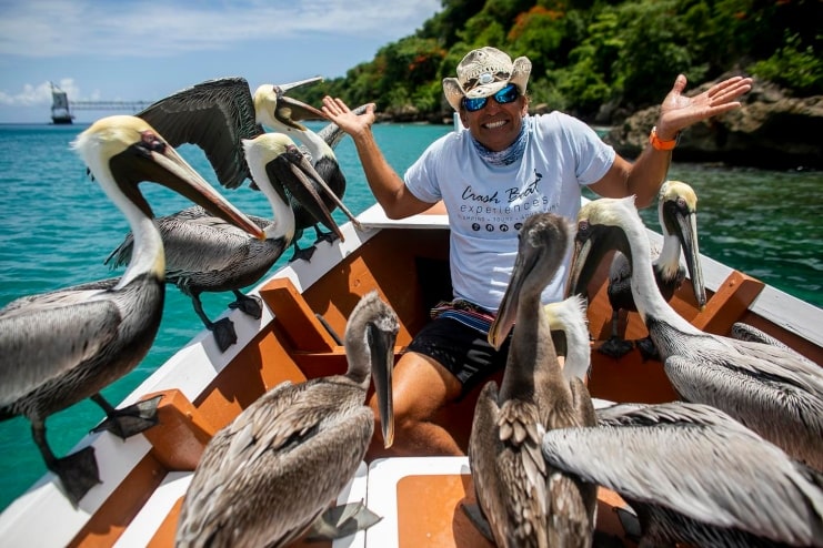 image of a man surrounded by pelicans