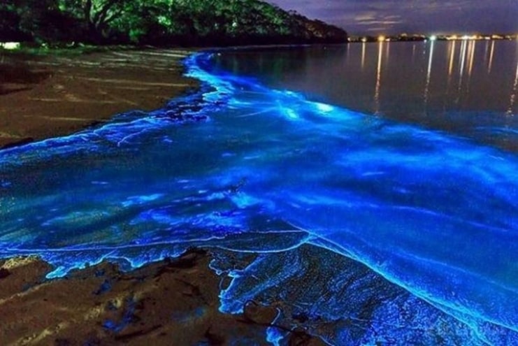 image of Bioluminescense Bay