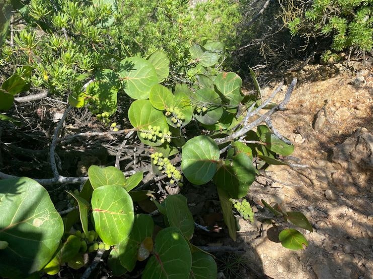 image of the sea grape on the path to Survival Beach