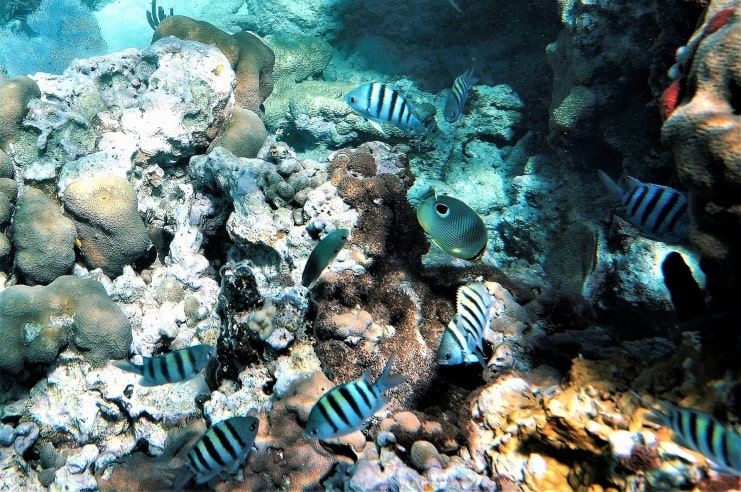 image of Colorful Fishes At Melones Beach