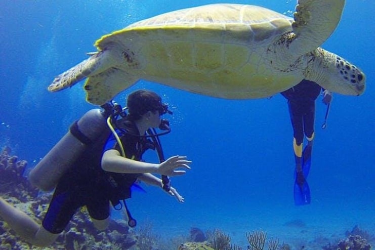 image of Giant Sea Turtle