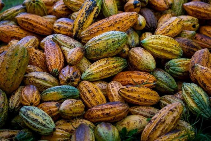 image of Hacienda Jeanmarie Chocolat