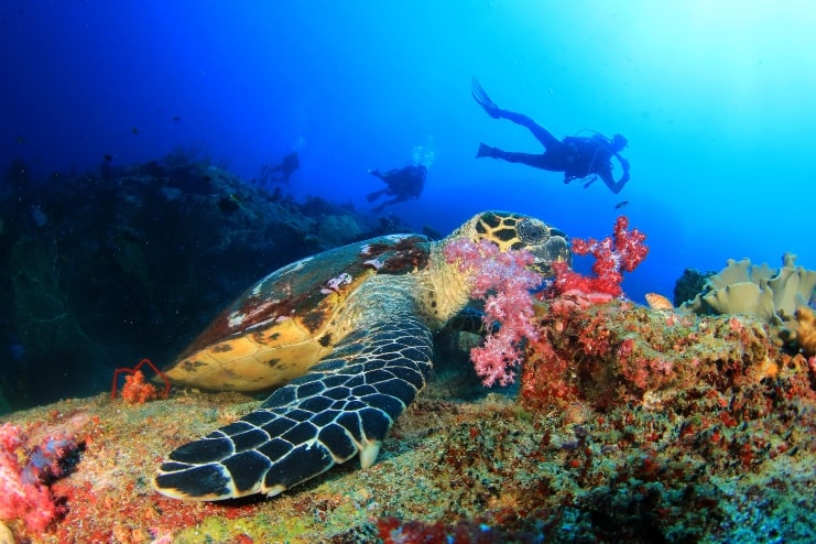 image of Hawksbill Sea Turtle eating