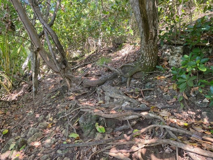 image showing a part of the trail to Survival Beach