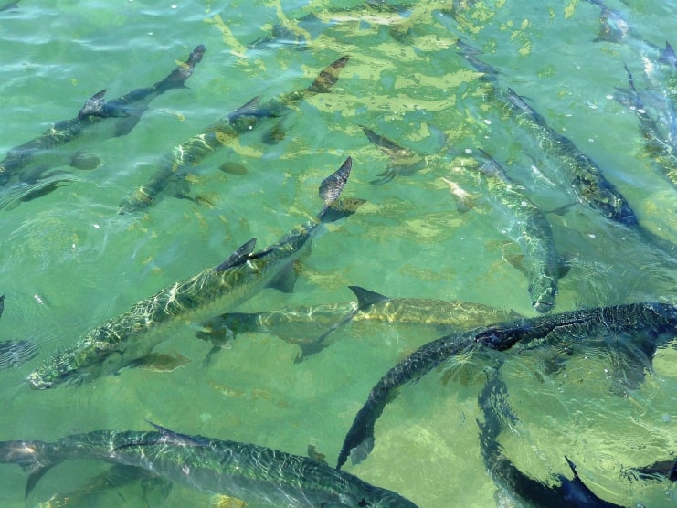 image of fishes on the water