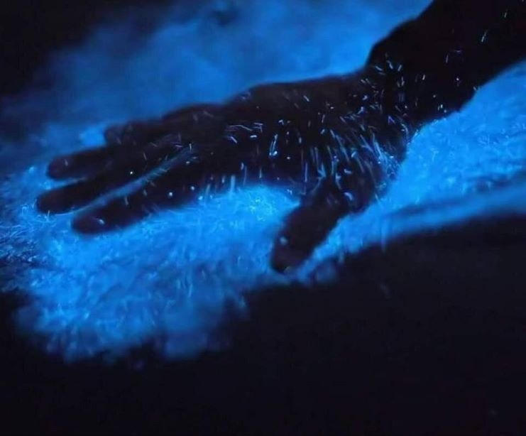 image of a hand dipped in the lagoon
