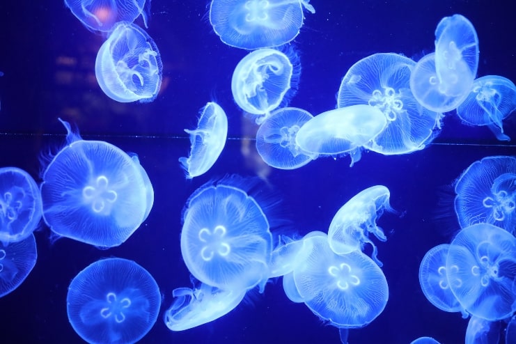 image of bioluminescent jellyfish