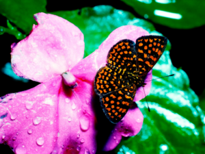 El Yunque National Forest, Puerto Rico (2024 Guide)