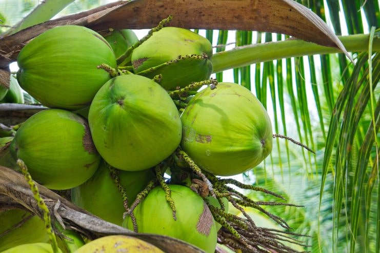 image of a coconut tree