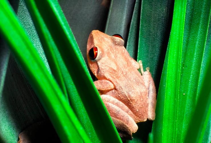 image of coqui that you can see in El Yunque