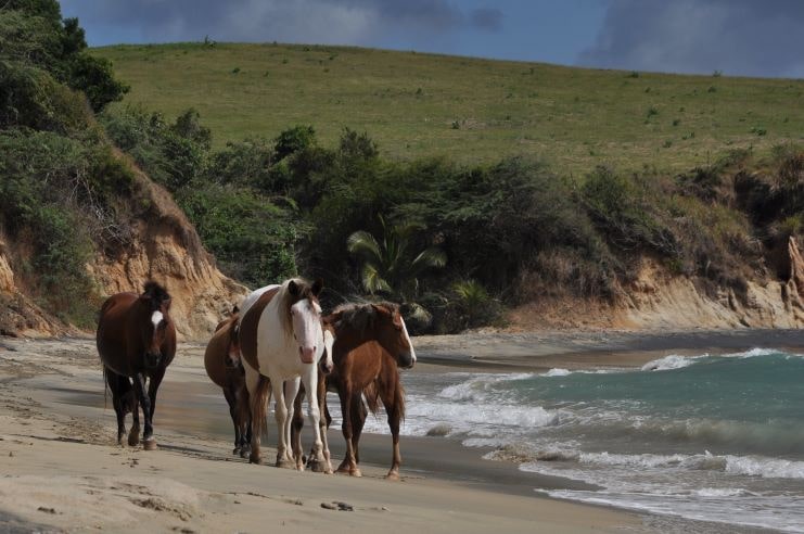 image of a group of horses in Vieques