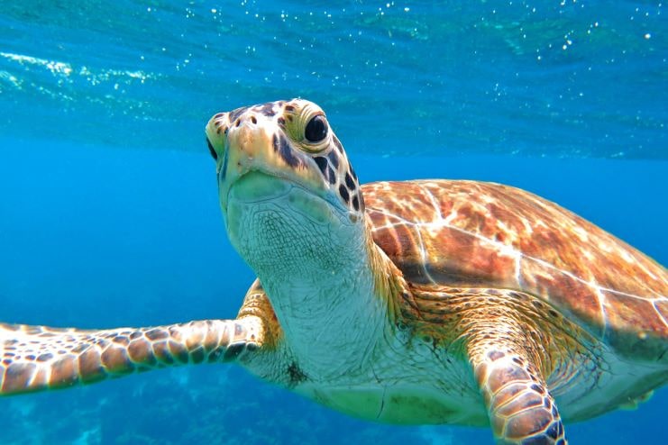 image of a sea turtle swimming close to a scuba diver