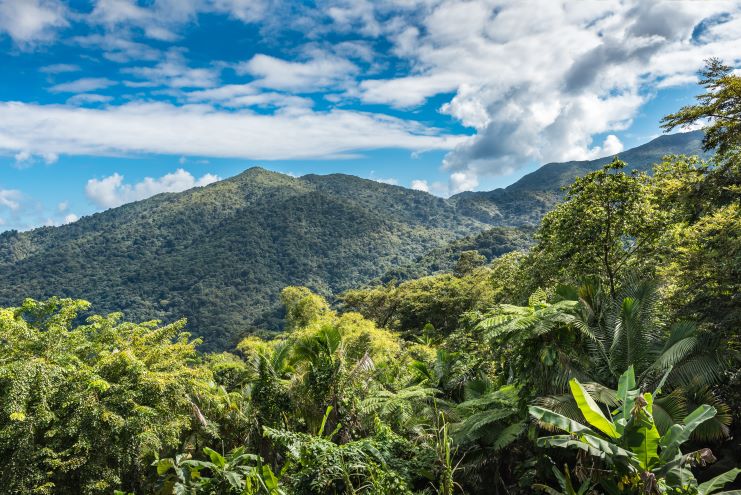 image of a view over El Yunque