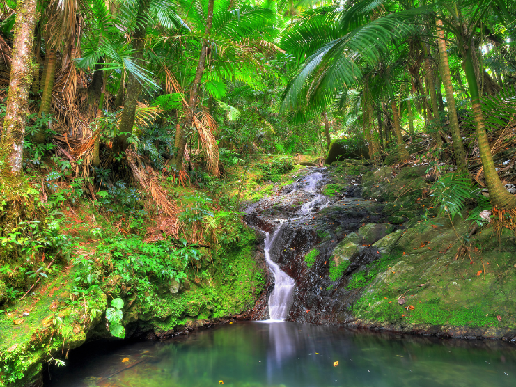 image of a small cascade in El Yunque.