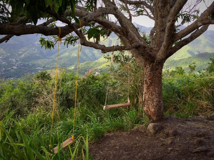 image of Árbol Solitario