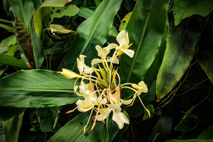 image of beautiful tropical flowers