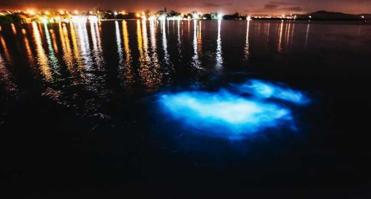 image of bioluminescent bay