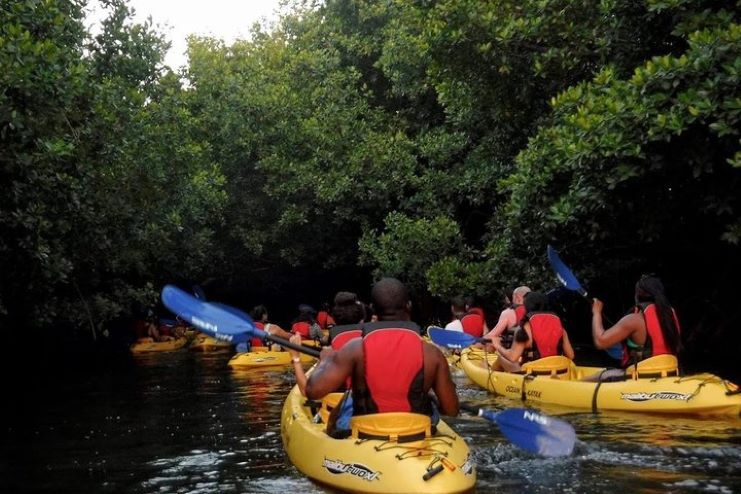 image showing rainforest & bio bay combo tour