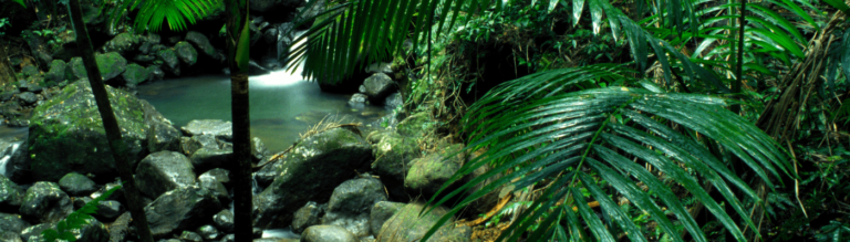 image of El Yunque National Forest