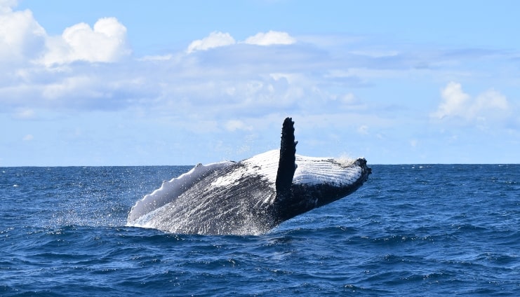 image of Humpback whale