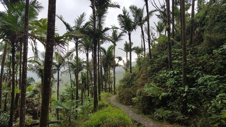 image of Mount Britton Tower Trail