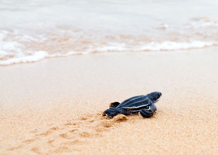 image of a leatherback turtle reaching the water