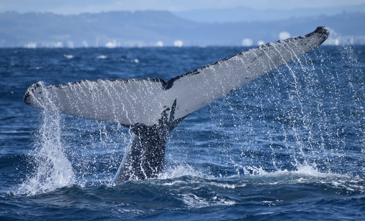 image of Humpback whale tail