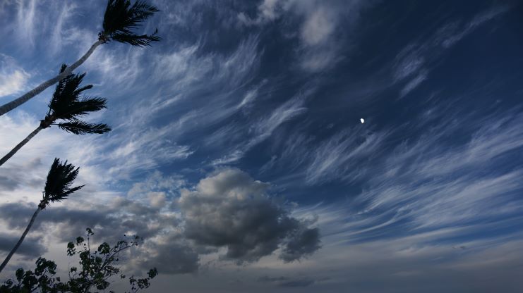 image showing a strong winds blowing palm trees during a rainstorm