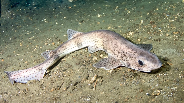 image of Antilles Catshark