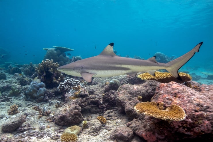 image pf Blacktip Reef Shark