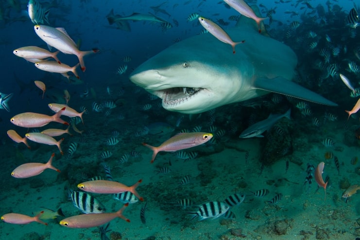 image of Bull Sharks