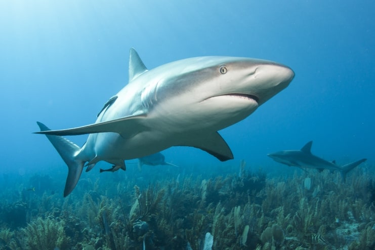 image of Caribbean Reef Shark
