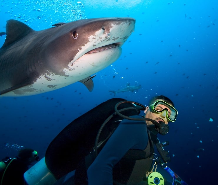 image of Diver and Tiger Shark