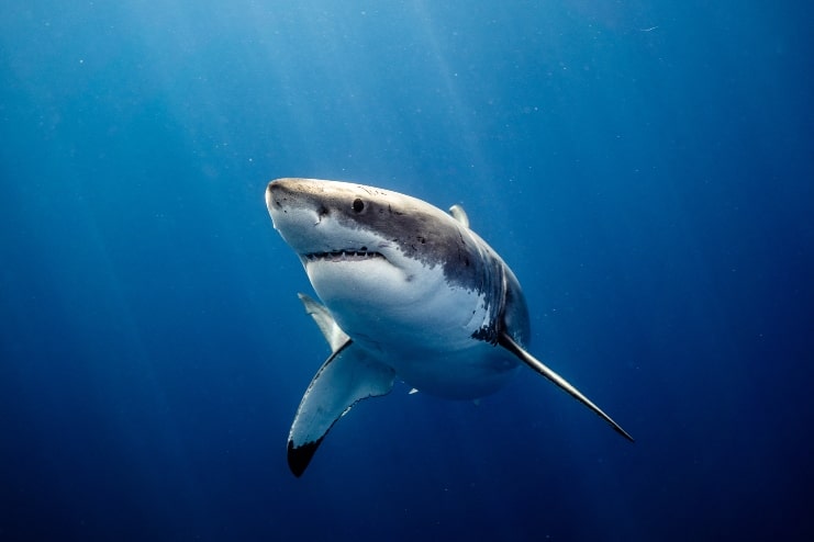 image of Great White Shark Close up Shot