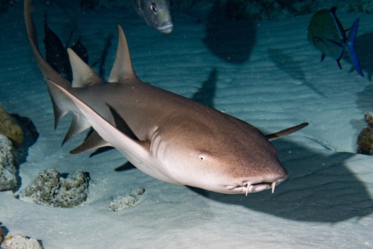 image of Nurse Shark