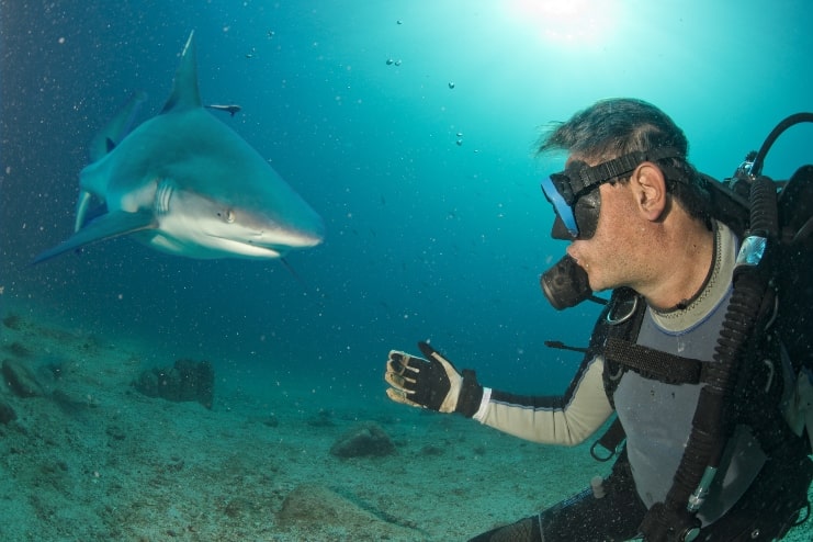 image of shark and scuba diver