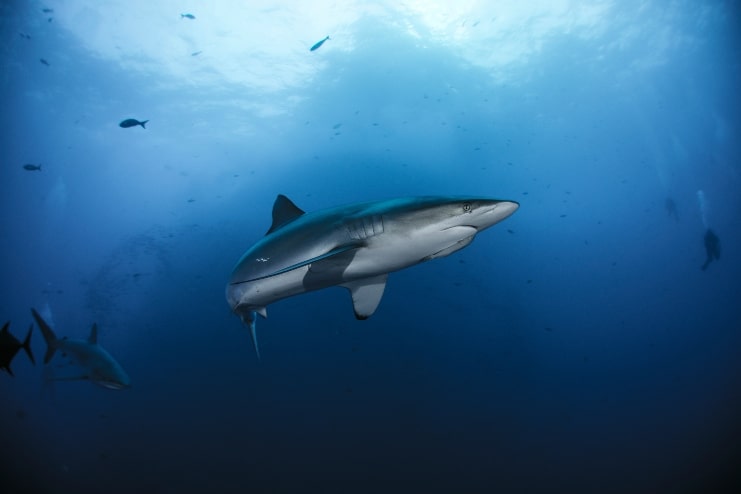 image of Silky Shark