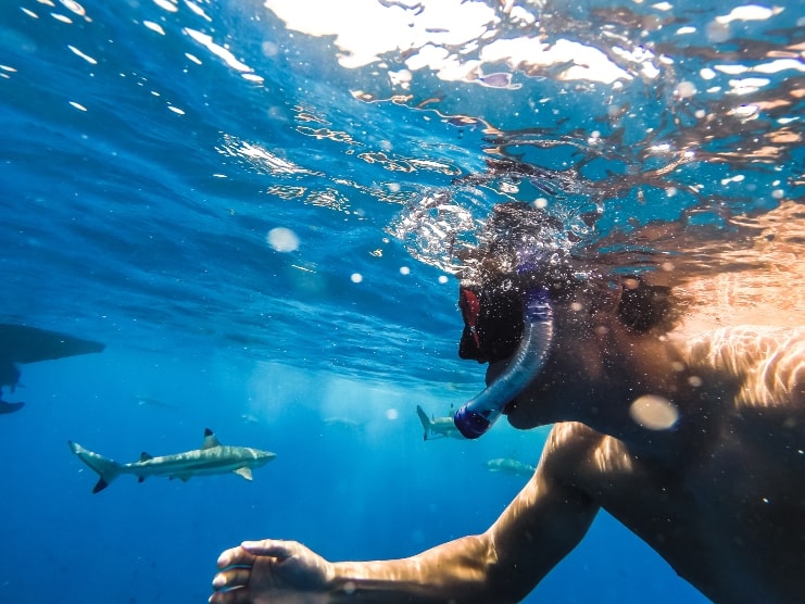 image of a Snorkeler and a shark