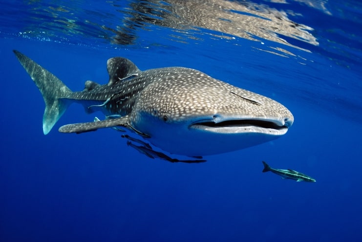 image of Whale shark