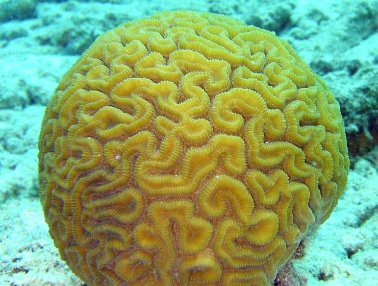 image of the brain coral