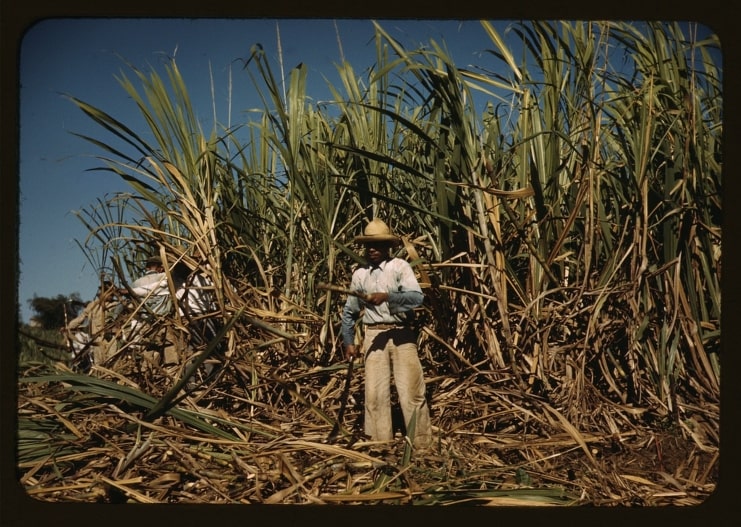 image of sugar cane worker