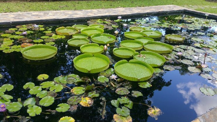 image Caguas Botanical Gardens