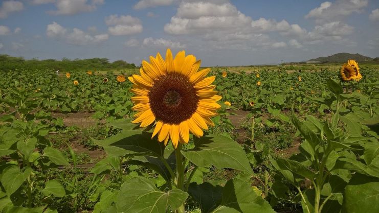 image of Finca El Girasol sunflower farm