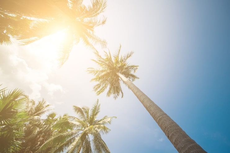 image of Palm Trees