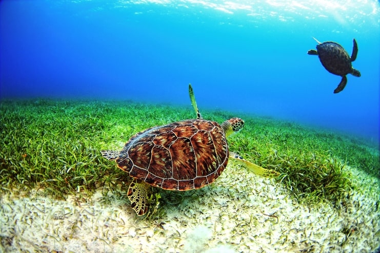 image of Sea turtles